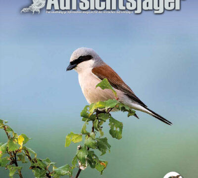 Der Steirische Aufsichtsjäger Ausgabe 31   – Herbst 2022