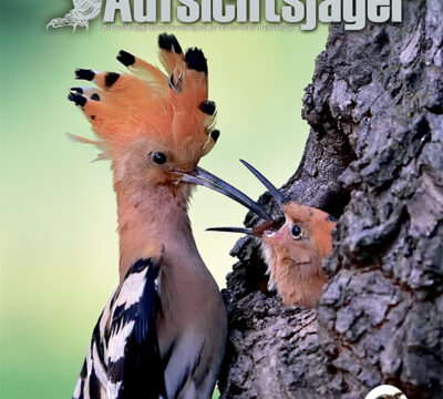 Der Steirische Aufsichtsjäger Ausgabe 38 – Sommer 2024